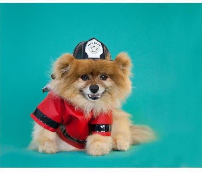 sweet puppy dog in fire gear