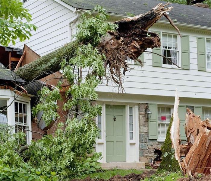 tree in house